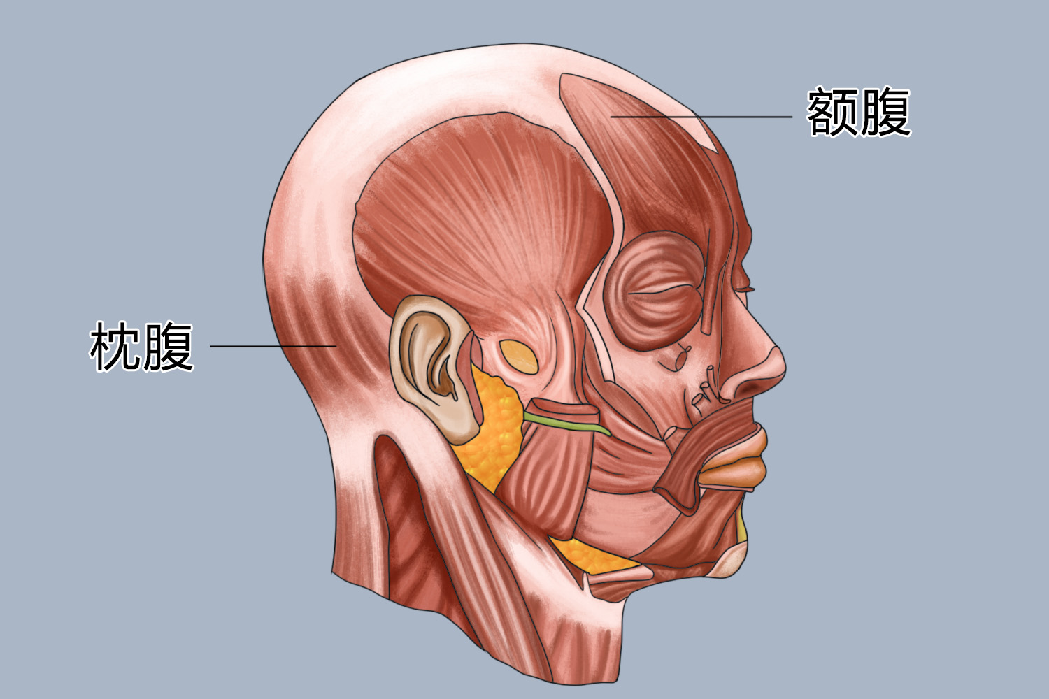 中医解决紧张头痛,中医治疗紧张性头痛