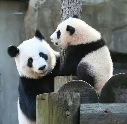 熊猫界几大家族,熊猫的种类有多少种