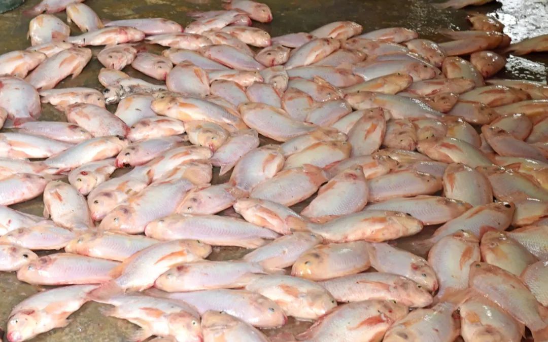 什么淡水鱼养一年可以出售,阳春八甲养殖