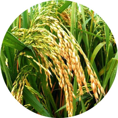 东北大米中的翘楚——五常稻花香