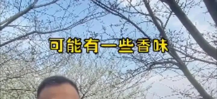 螺蛳粉味儿的樱花,带螺蛳粉味的樱花