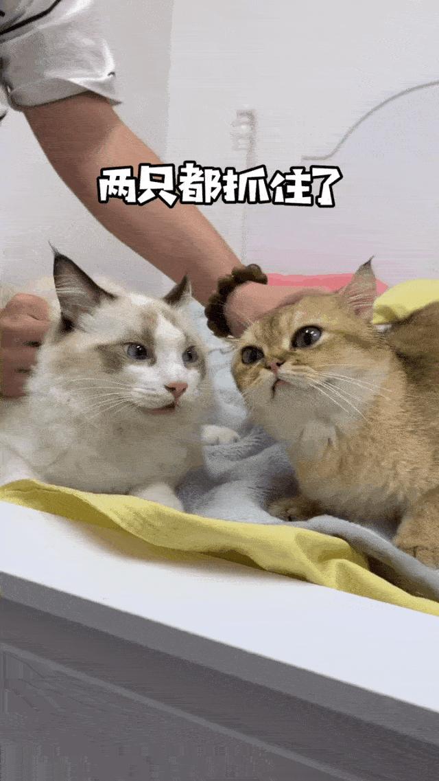 两个猫掐架怎么办,和铲屎官打架的猫咪