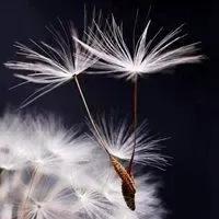 花无名分胜名花野陌荒坡艳似霞，莫笑卑微白头叟，心怀梦想走天涯