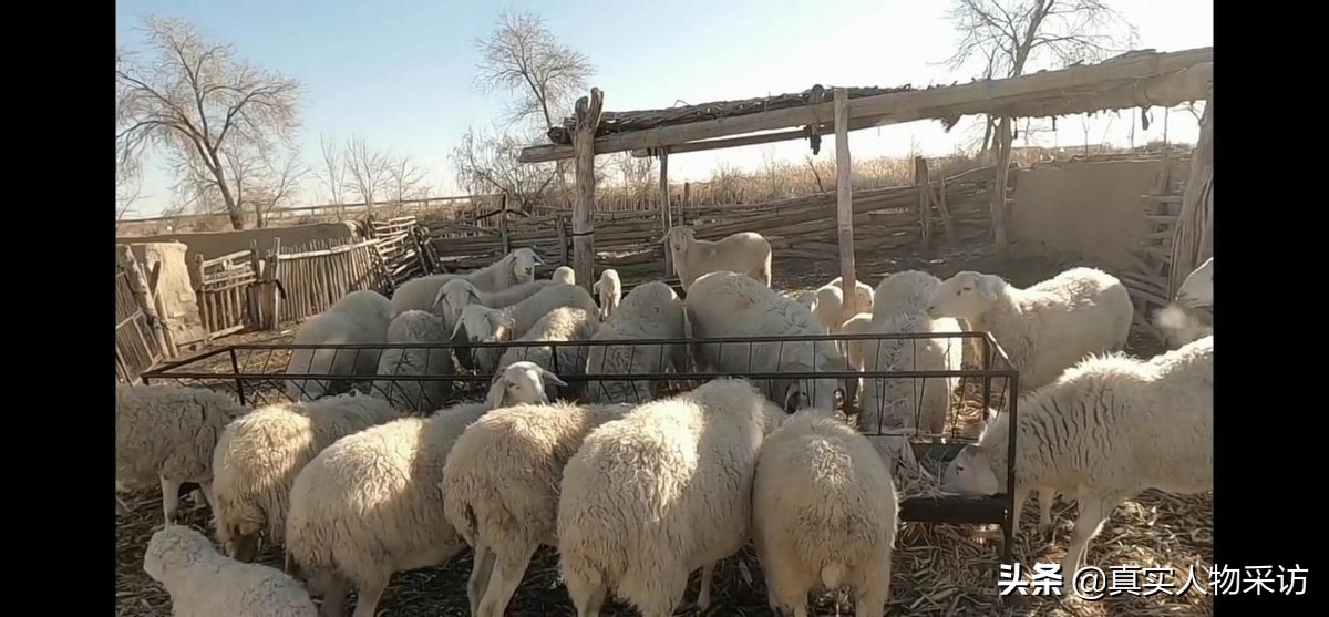 我，90后海员，航行5万海里，下船后回家乡放羊，赚得比海员多