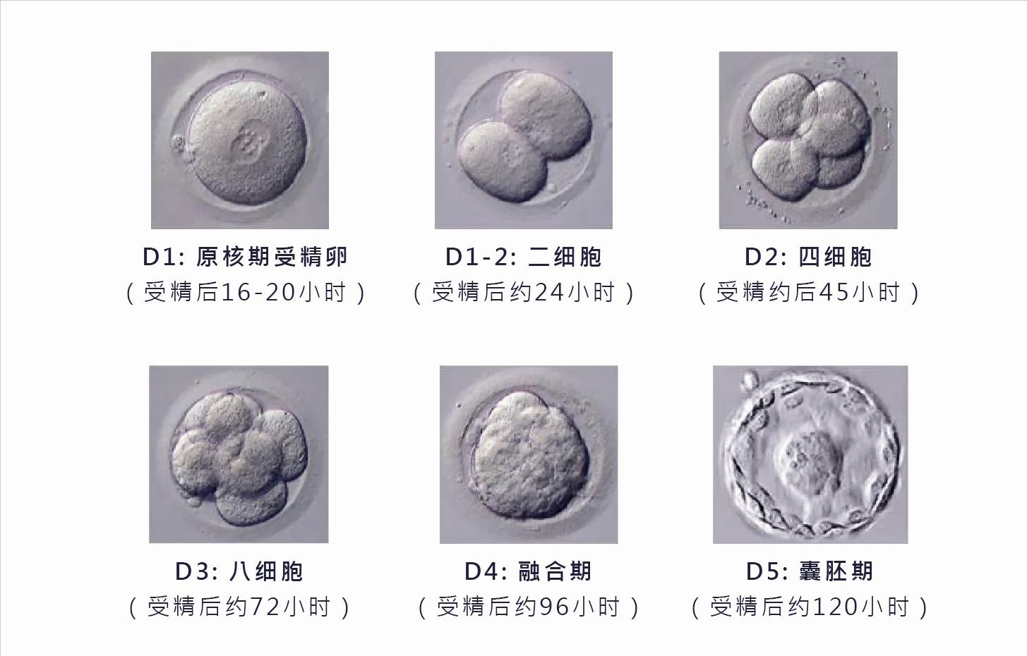 子宫内膜不好试管能移植成功吗,试管移植子宫内膜多少为最佳