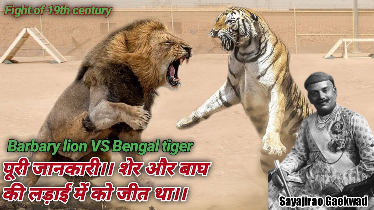 老虎和狮子打架谁会赢？19世纪，一个印度王公搞了场经典的比赛