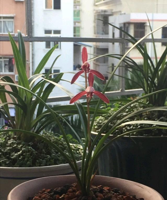 四季兰墨宝首花是什么品种,四季兰开花多又香的品种