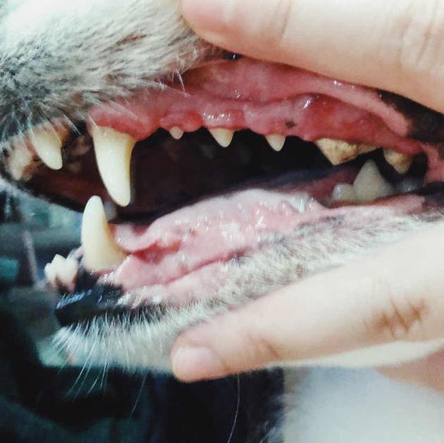 猫咪牙齿有牙结石怎么办,猫咪因牙结石导致牙龈发炎怎么办