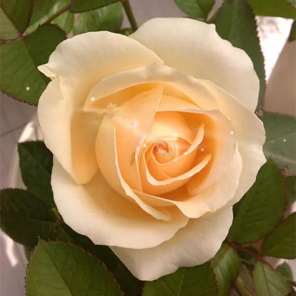 法国玫瑰花园,法国玫瑰花香沐浴露正品