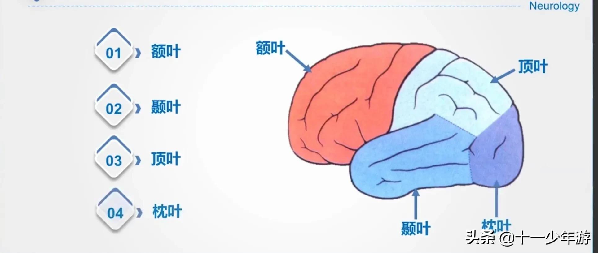 大脑的结构解剖示意图,大脑镰下疝解剖结构