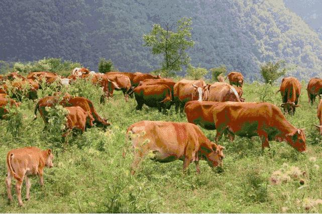 在牛身上掏个洞牛不会痛吗,牛为什么会在身上打洞