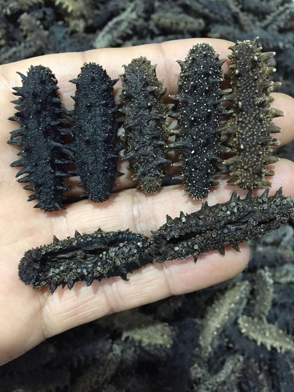 海参价格大概多少钱一斤最合适,海参价格一斤多少头最好