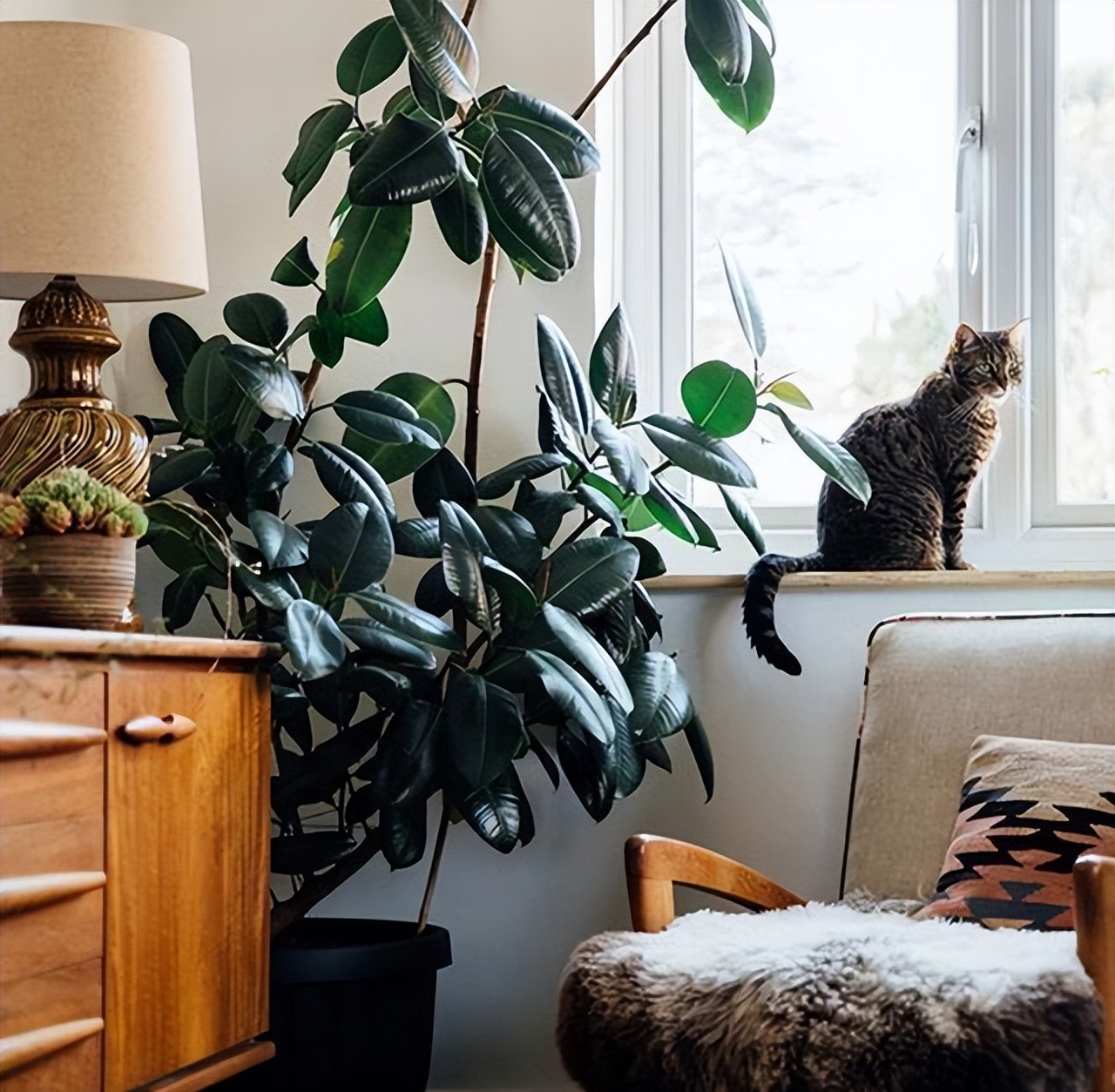 适合养在客厅好养活的绿植,十大最好养的客厅大绿植