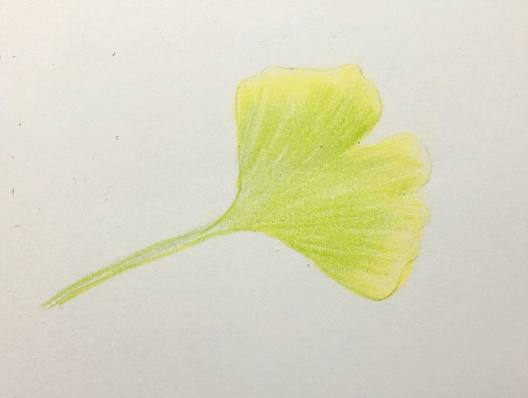 银杏叶的画法简单,银杏叶的画法步骤图解