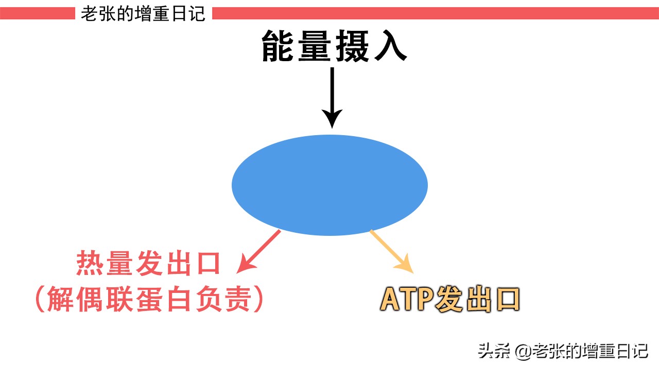 哪些身体特征代表你很瘦,偏瘦的人怎么才可以更瘦