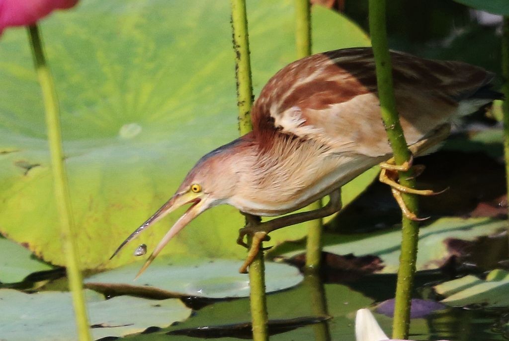 男子捡到怪鸟脖子,男子发现怪鸟在阳台脖子如纸片