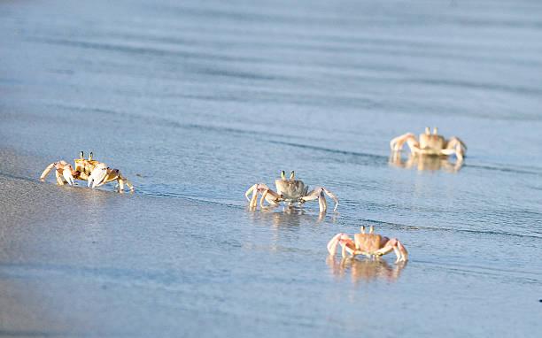 跑得最快的螃蟹怎么养,抓跑得最快的螃蟹