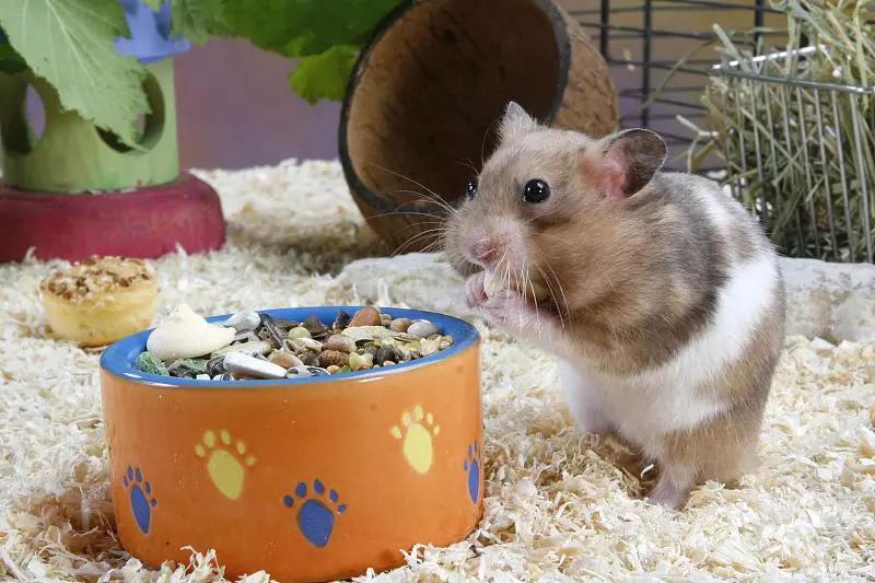 什么宠物对纯素食者最好,好养且可以食用的宠物有哪些