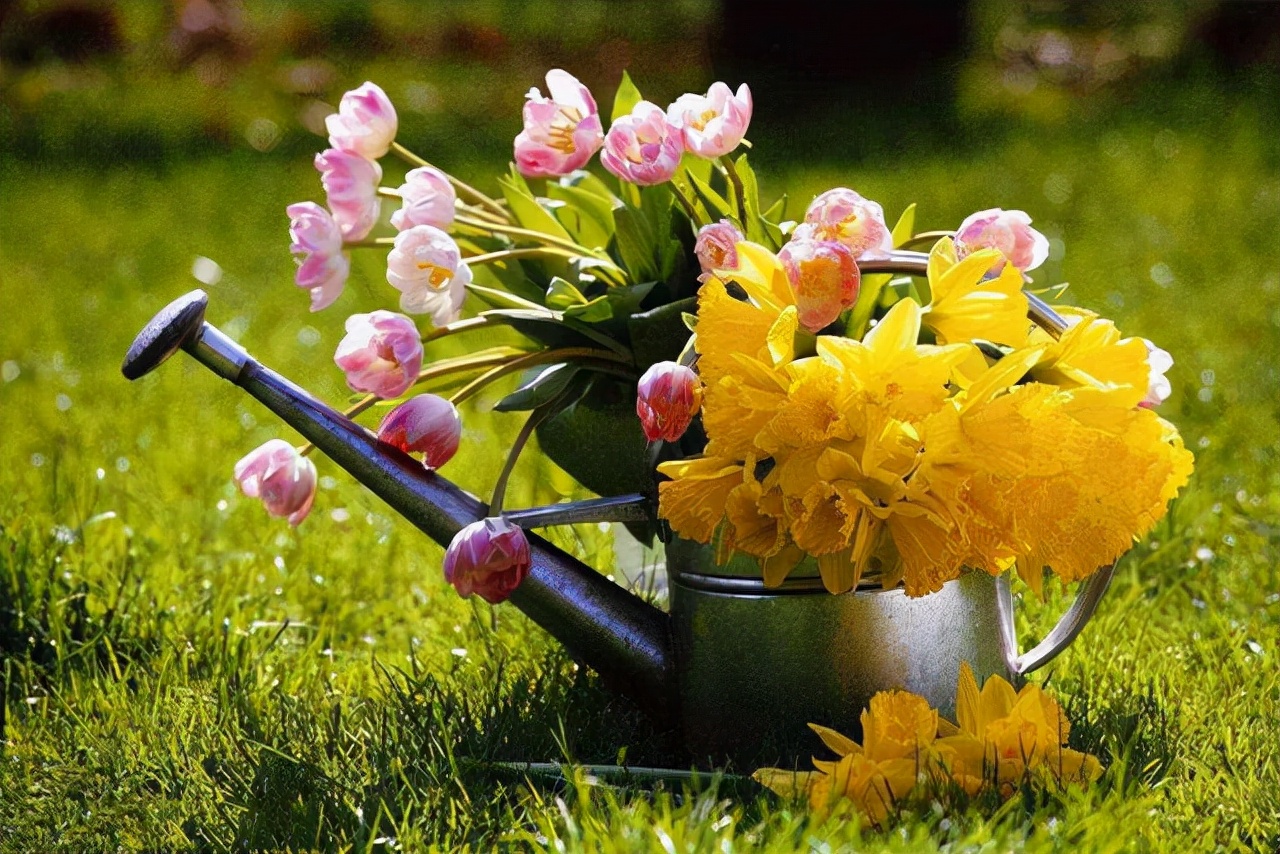 室内四季最好养的10种花,适宜在家中养的10种花排名