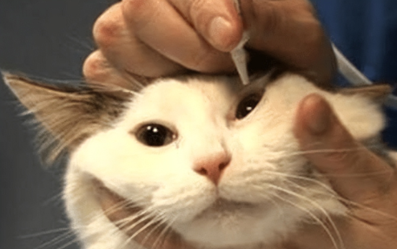 猫感冒了鼻塞怎么治疗,猫感冒鼻子堵了吃什么药