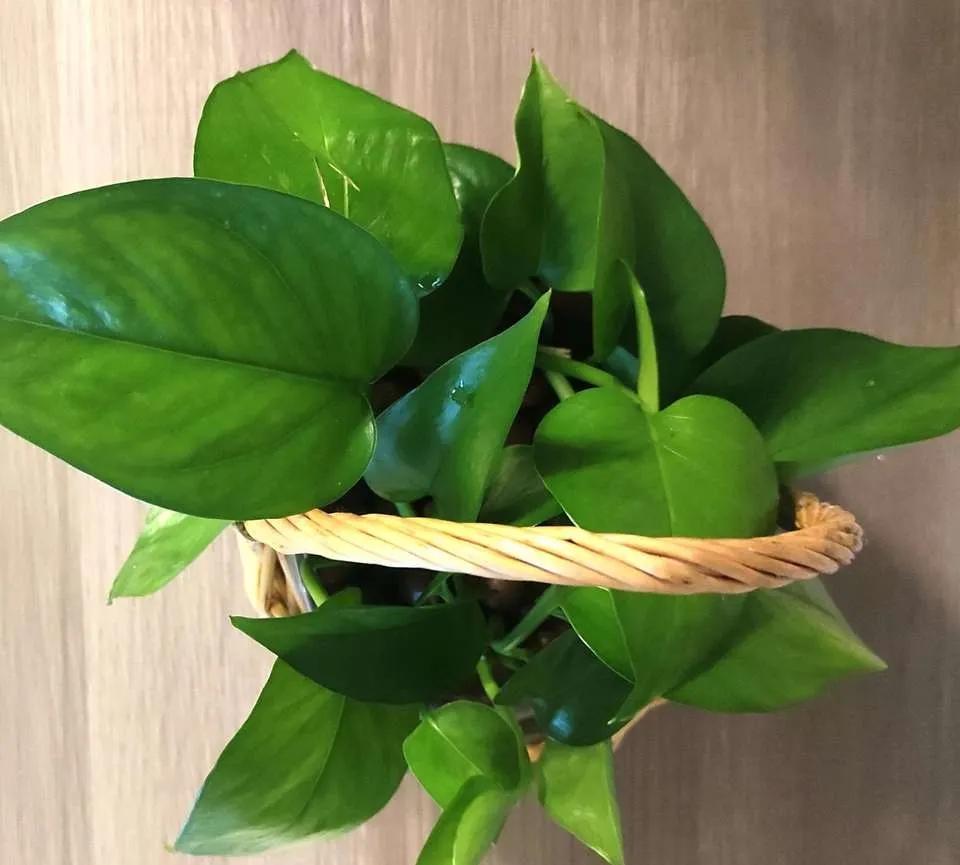 养绿萝小技巧叶子比手掌大,绿萝叶子长得大但不长藤蔓怎么办