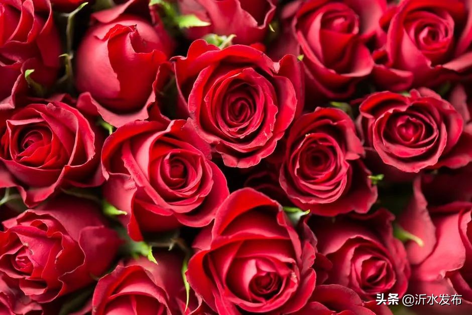 它是对女性最好的“养肝花”！经常用一点，情绪好了、月经好了、斑都少了！