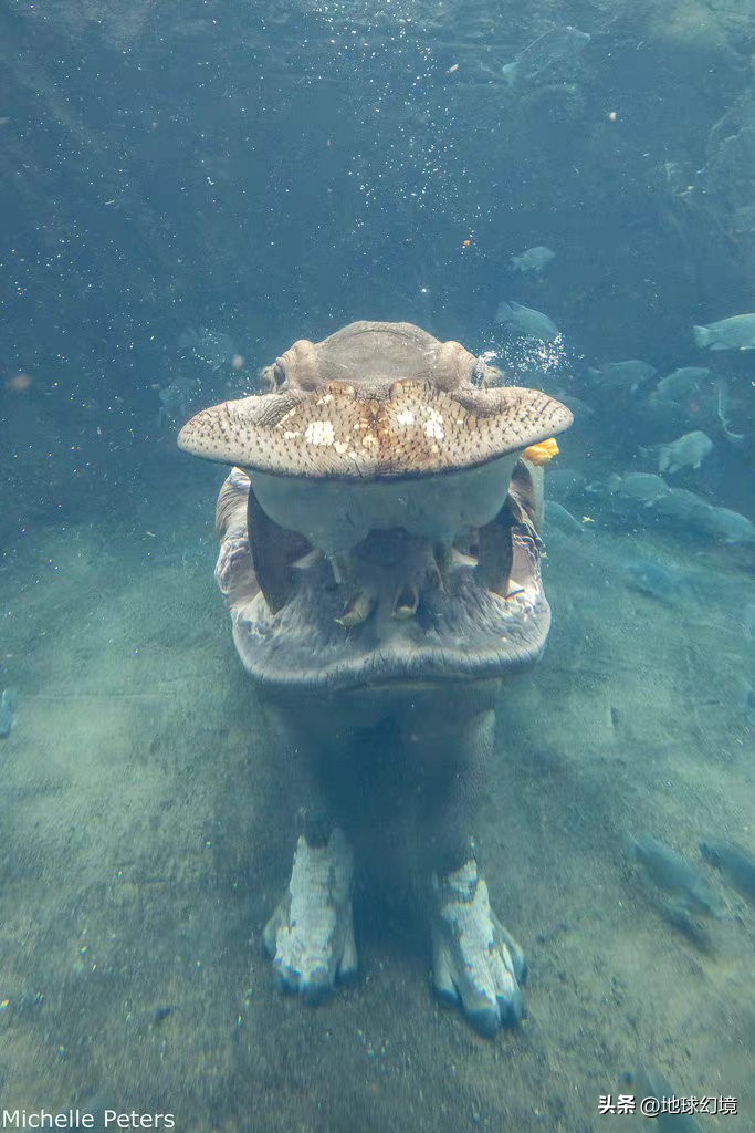 十大深海神秘巨型生物图片,天空拍到的像水母生物图