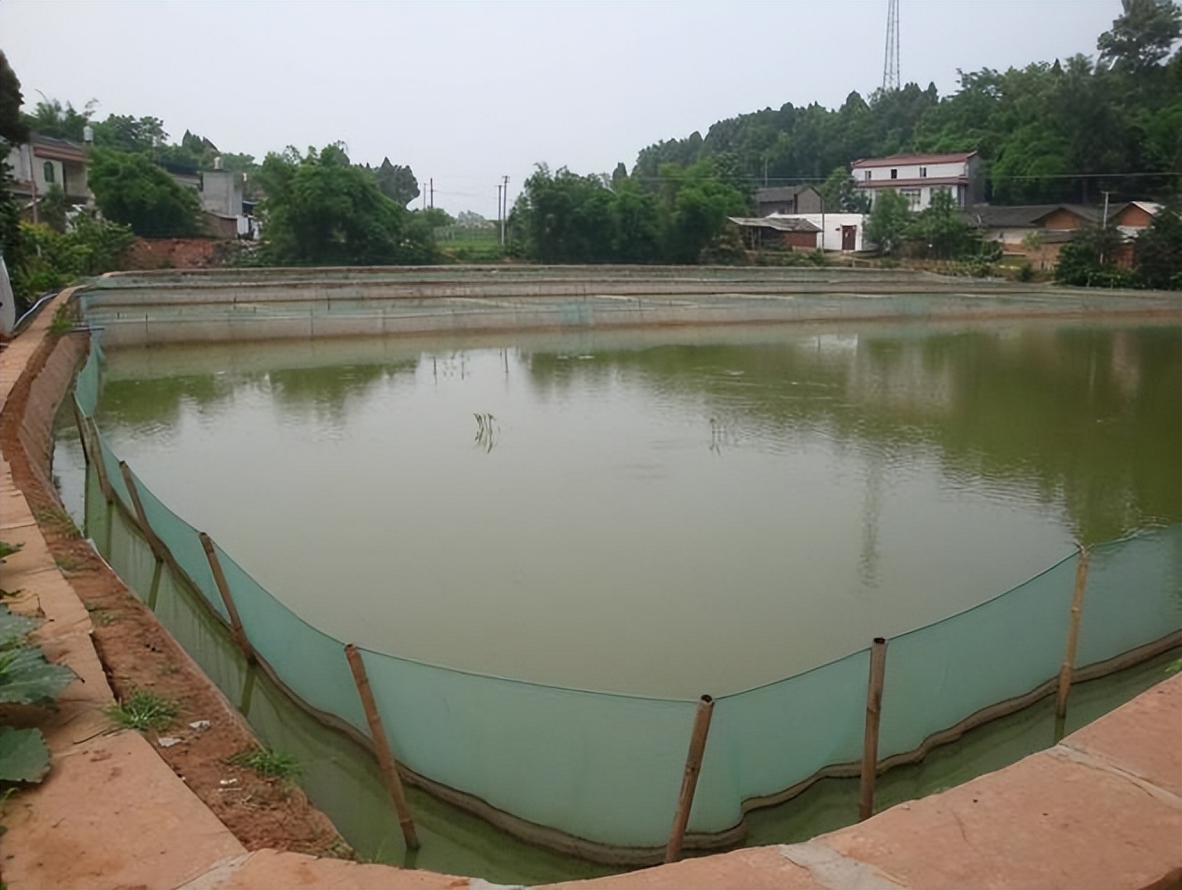 泥鳅水花常见病害及解决方法,泥鳅黄鳝的养殖技术和病害