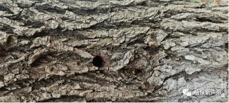 蛀干害虫为害症状识别,什么是蛀干害虫