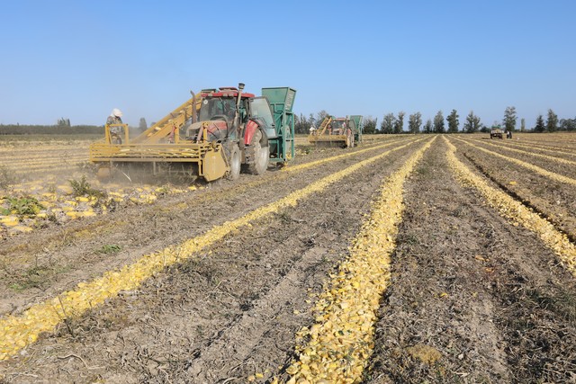 牛羊喂干草好，还是青草好，如何让牛羊吃饱？