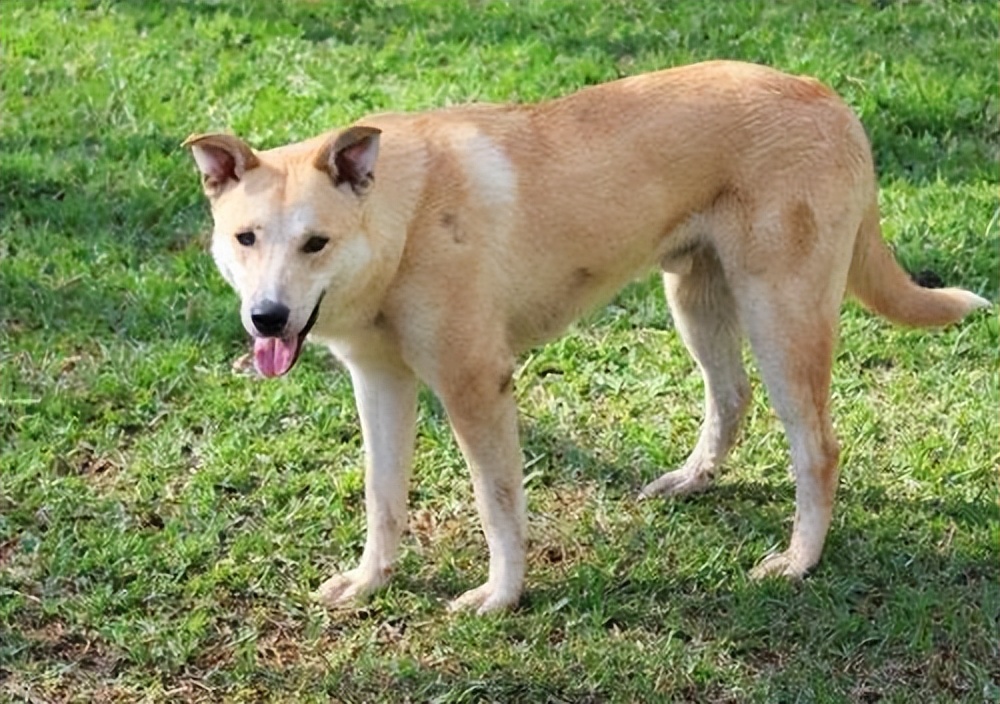 一张图看懂狗狗的尾巴,如何读懂狗狗的尾巴