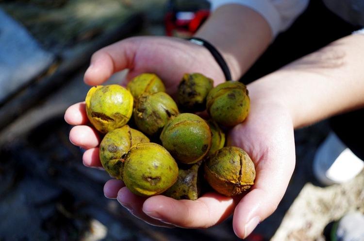 核桃种子怎么种植,核桃种子育苗时是哪端朝上