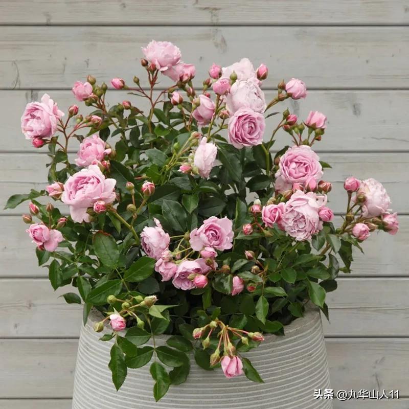 通过adr认证的月季品种,奥古斯塔路易斯月季是adr认证吗