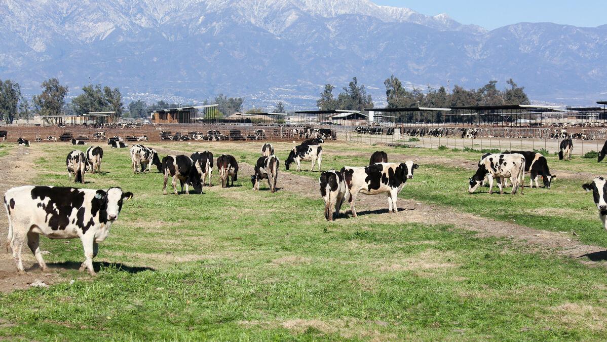 谁是接盘侠？美国大幅提高日本牛肉关税，和牛出口将会如何转移