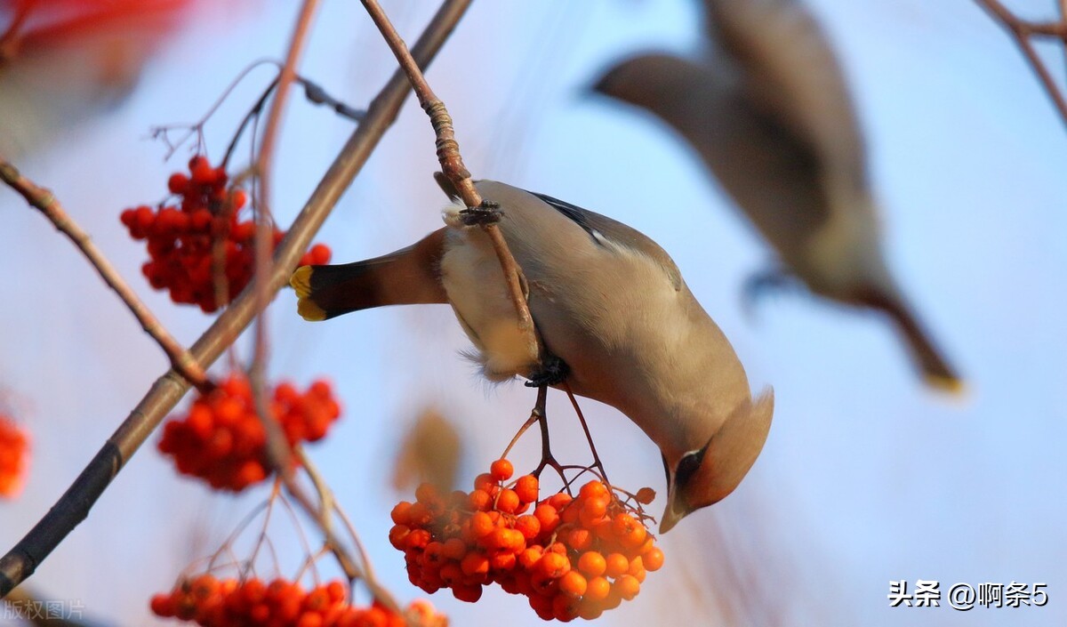 太平鸟真的好吗,太平鸟好看的新款