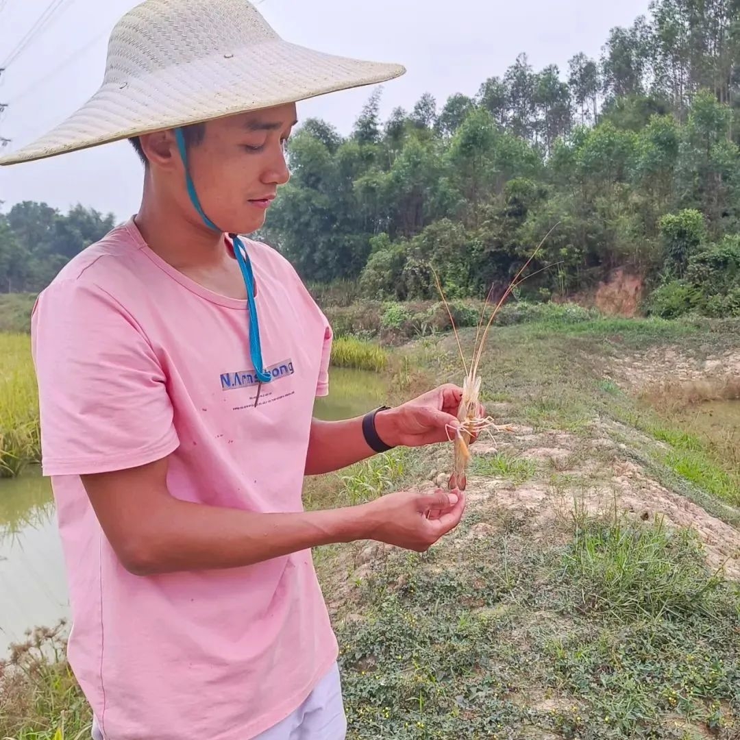 看!肇庆这些稻田里藏有色泽通透的致富“宝贝”……