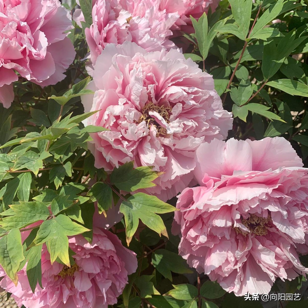 春天买回来牡丹能栽活吗,春天买牡丹苗可以种活吗