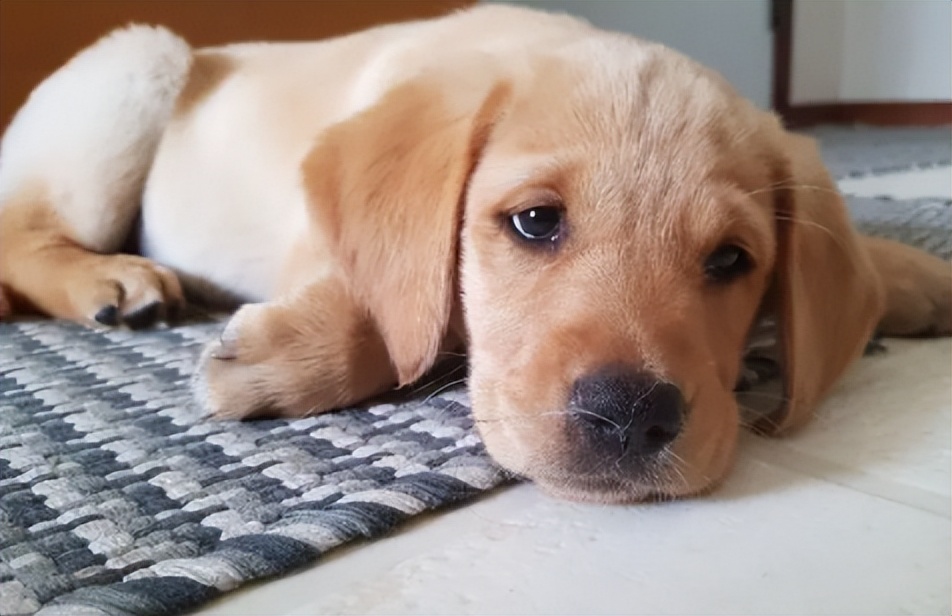 狗狗拉稀便便腥臭一定是细小吗,狗狗拉稀的常见原因及治疗方法