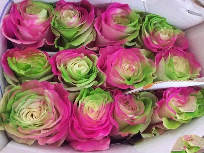 婀娜多姿的鲜花,一朵鲜花点缀不出绚丽多姿的春天