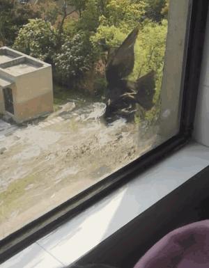 我家猫骂了一只鸟，被它追着喷了五天屎！网友：赶紧搬家吧...