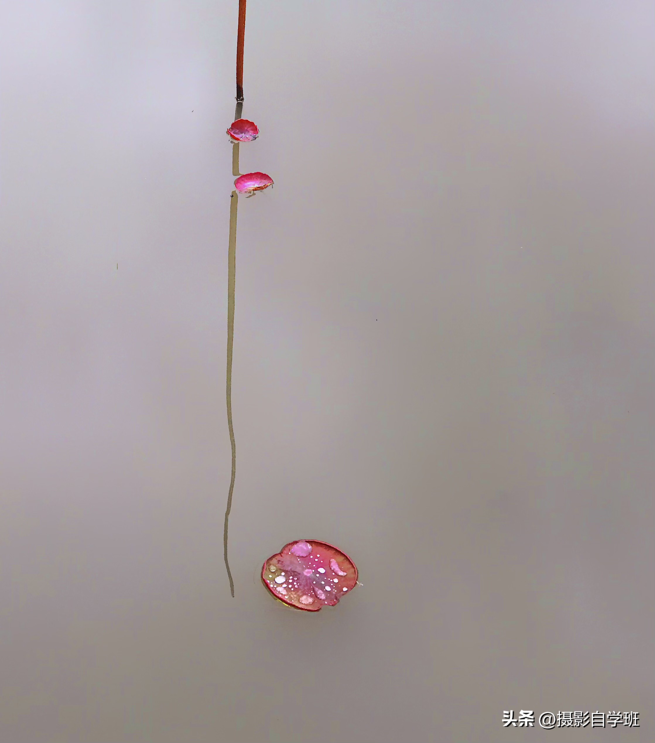 第二十一届摄影作品征稿,摄友投稿图片