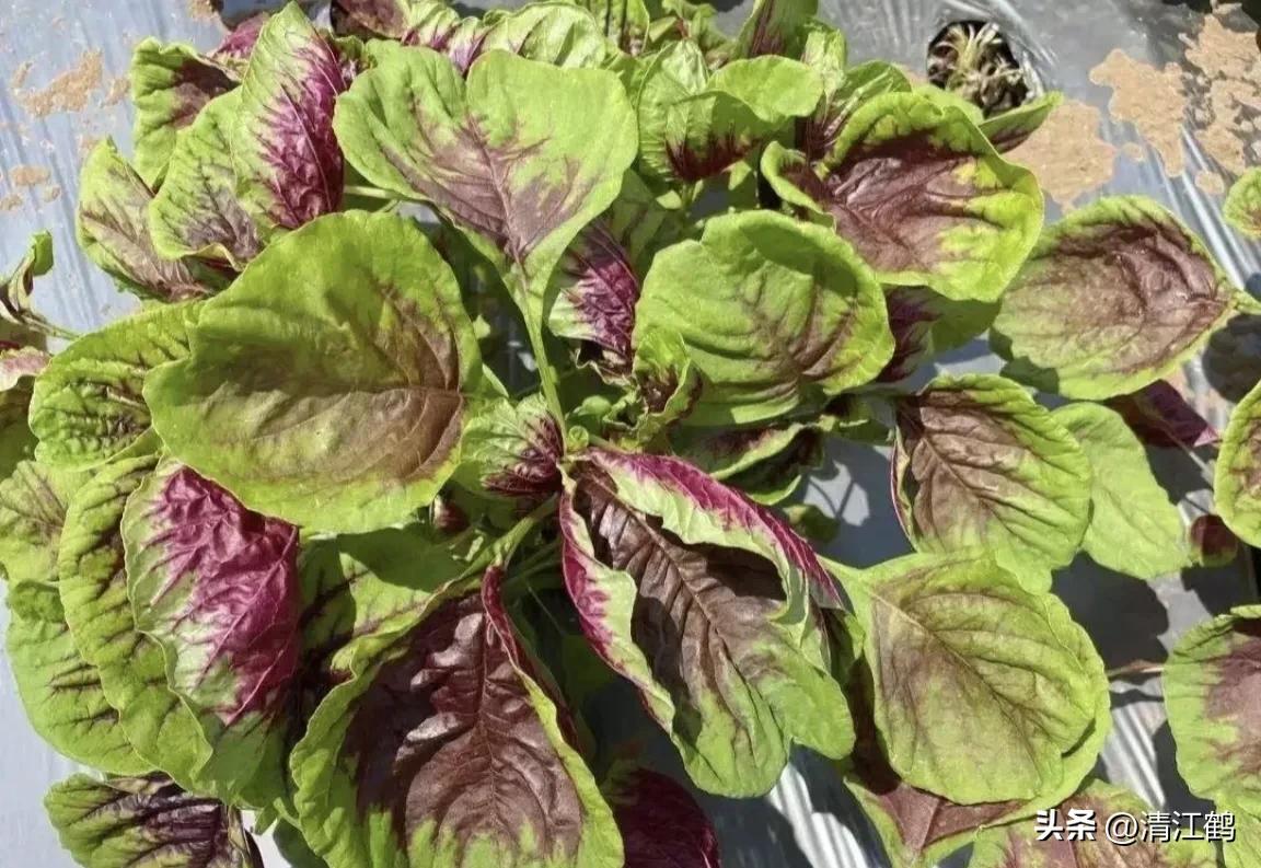 苋菜容易坏吗,苋菜为什么坏了有虫子