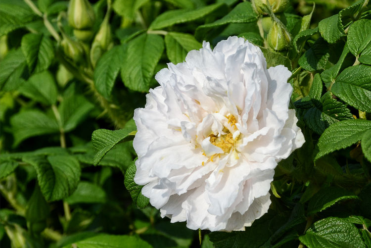 平阴玫瑰花原创包装设计,平阴玫瑰花生产厂家电话