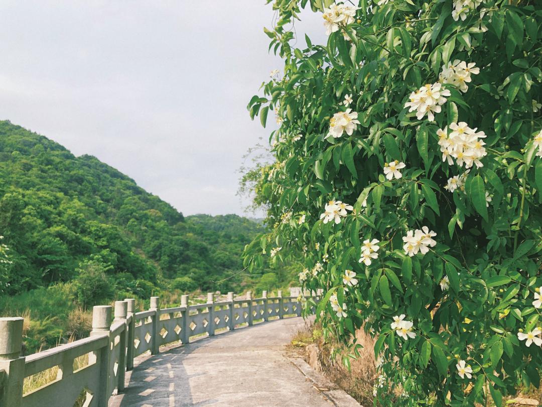 木兰风光好去处•达人带你去旅游|山环水绕清流如带——张洋村，一个藏在新县里的小村庄