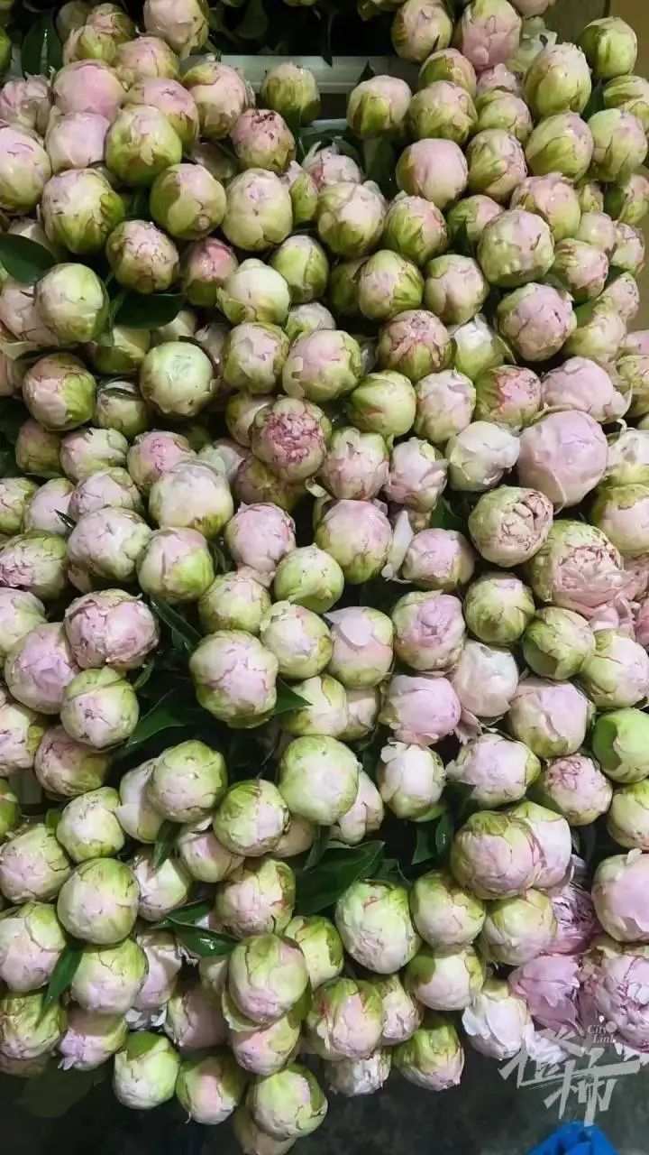 杭州姑娘在菏泽连住5天，只为抢到……