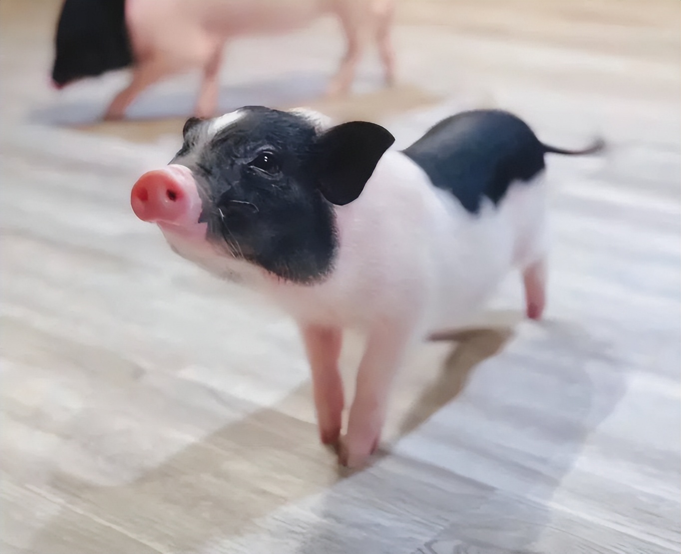 巴马香猪濒临灭绝,为什么中国土猪濒临灭绝呢