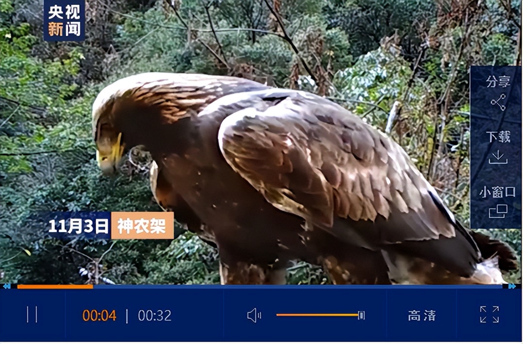 利爪的握力达750磅，110公斤的牛都被杀死，被金雕复仇有多可怕？