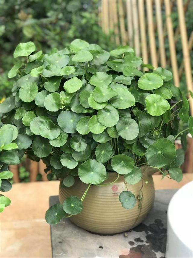 养水牛种什么草最好养,高温下雨后养兰花