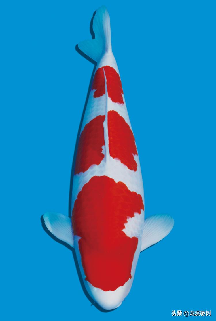 锦鲤分多少种什么样的锦鲤最好养,锦鲤要怎么选才能选到好的锦鲤