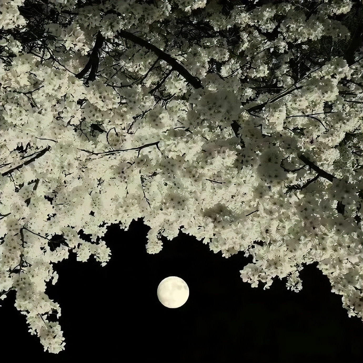 微信朋友圈背景图动态教程,背景图朋友圈高级感简约风